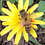 MEHMET_AKIN